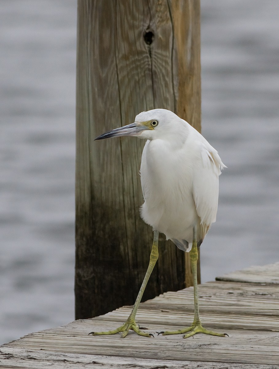 Little Blue Heron - ML646146944
