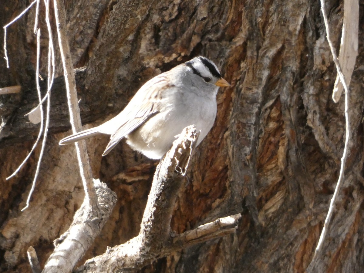 White-crowned Sparrow - ML646146949