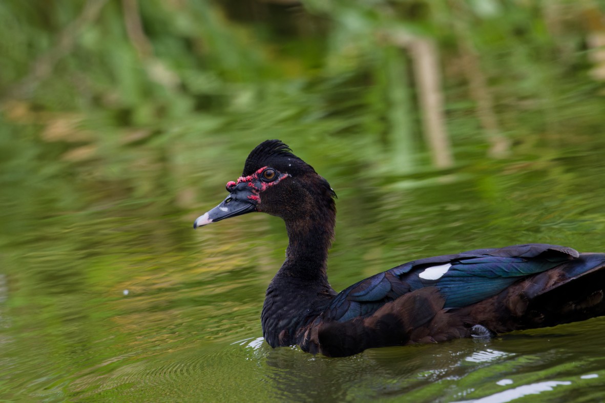 Muscovy Duck - ML646146952