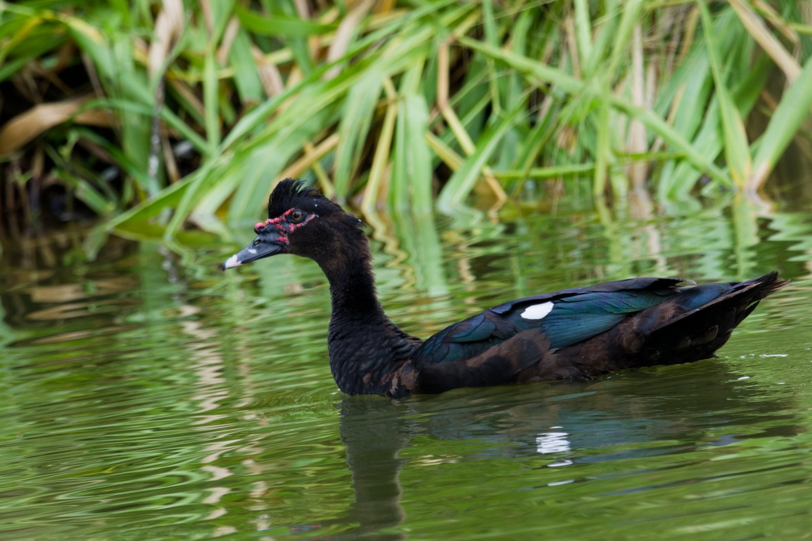 Muscovy Duck - ML646146953