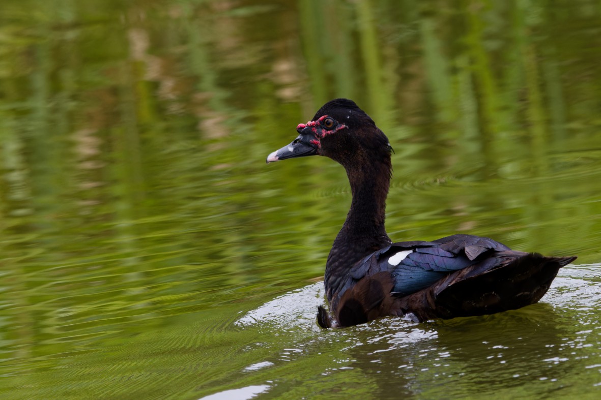 Muscovy Duck - ML646146954