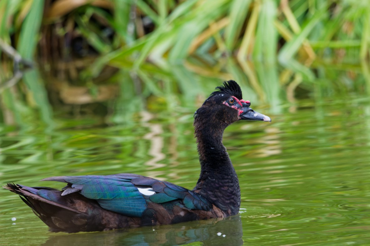 Muscovy Duck - ML646146955