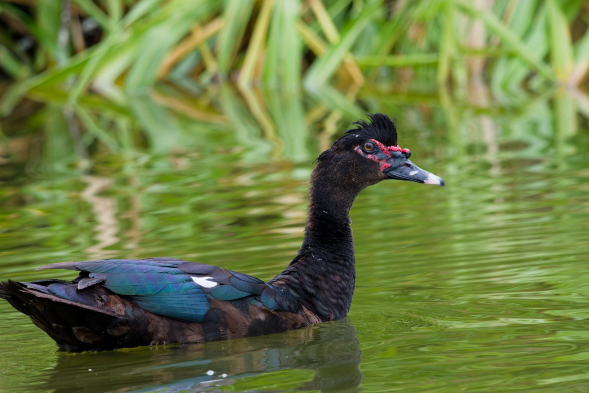 Muscovy Duck - ML646146956