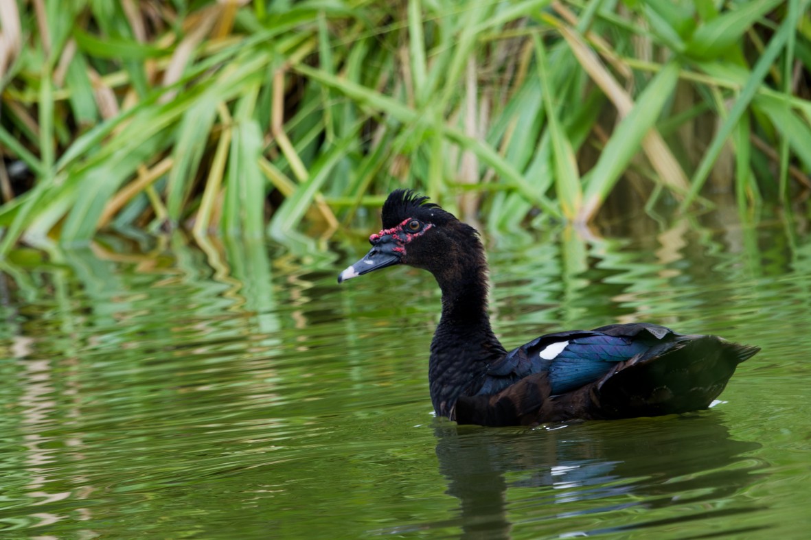 Muscovy Duck - ML646146957