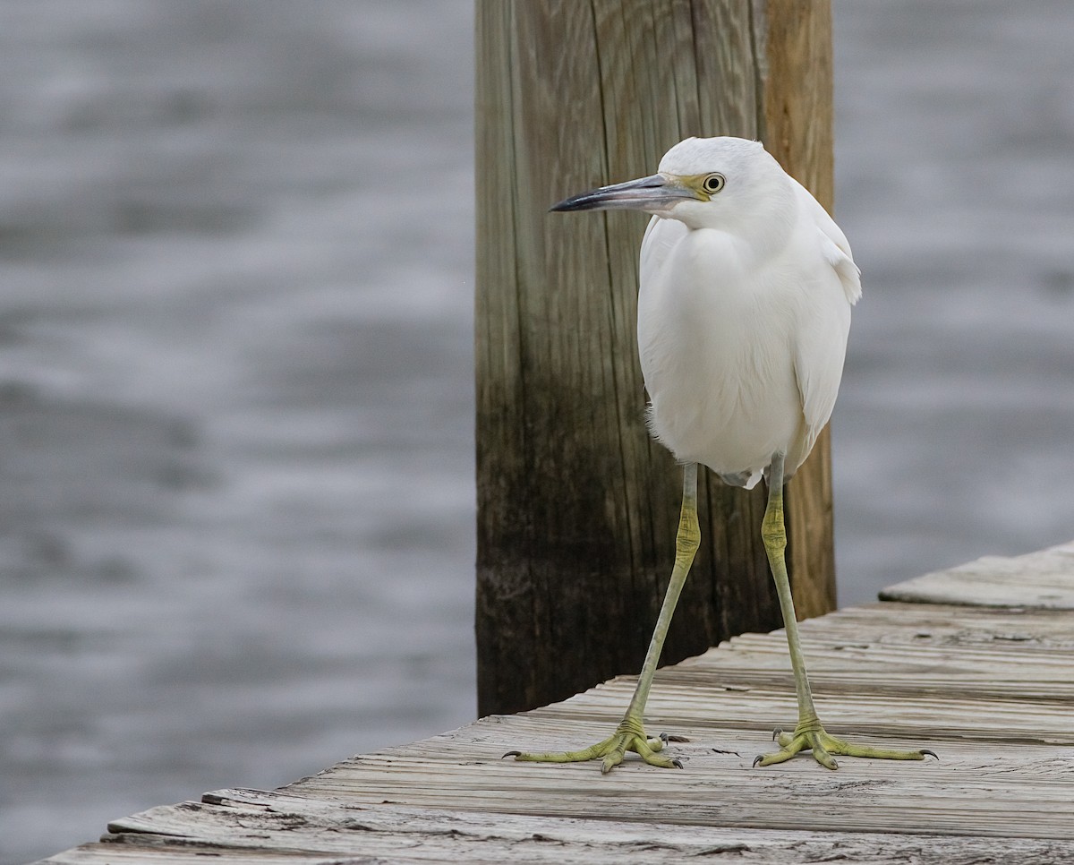 Little Blue Heron - ML646146958