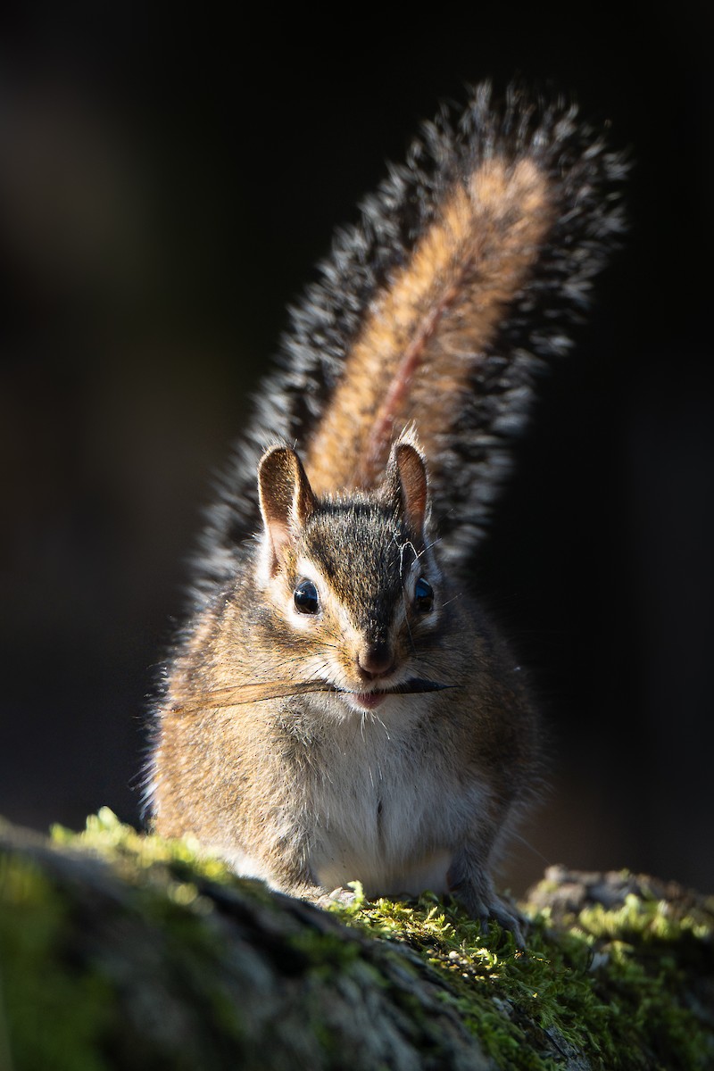 Бурундук Таунсенда - ML646146959