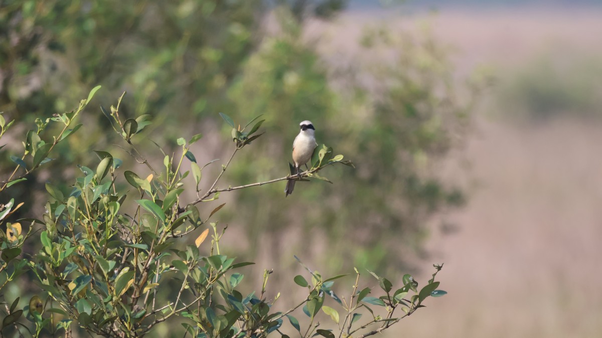 Brown Shrike - ML646146966