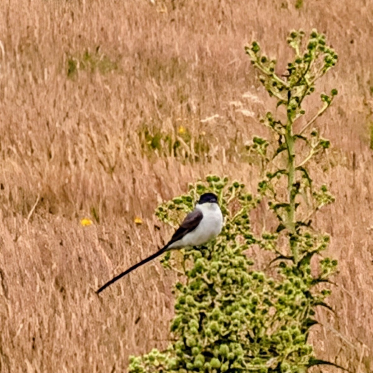 Tijereta Sabanera - ML646146967