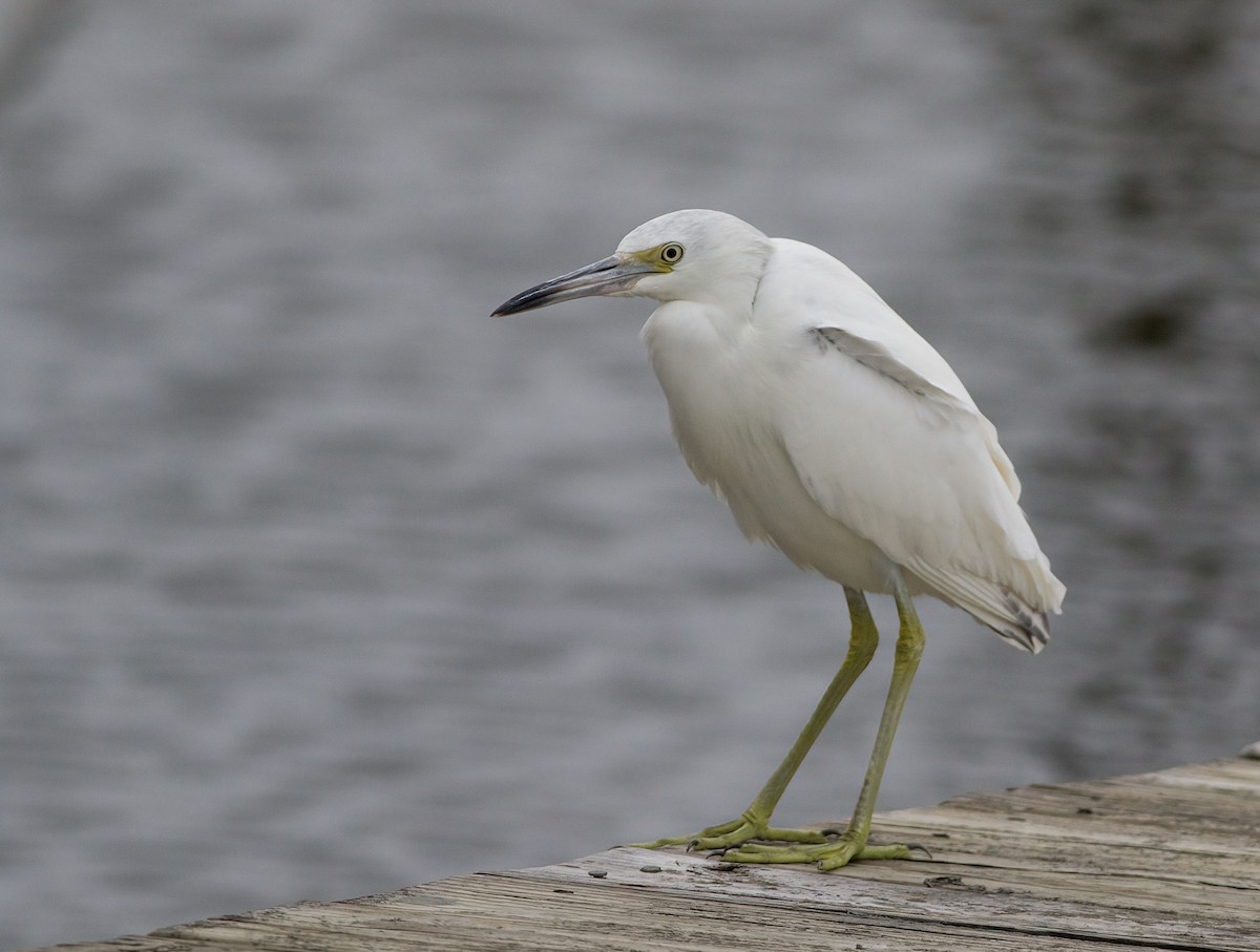 Little Blue Heron - ML646146969
