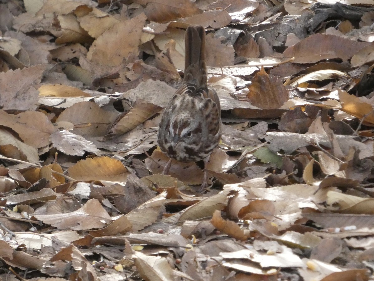 Song Sparrow - ML646146970