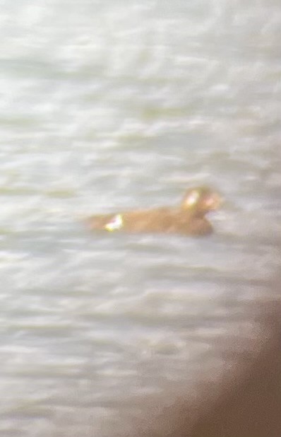 White-winged Scoter - ML646146971