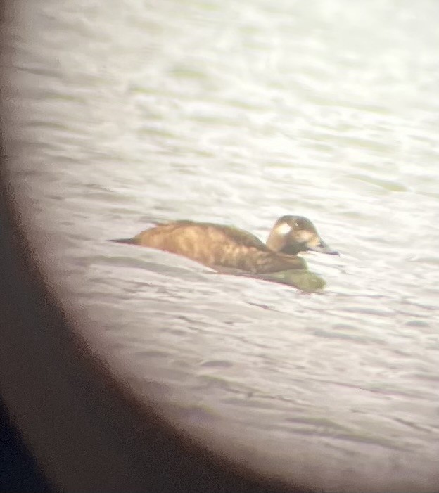 White-winged Scoter - ML646146972