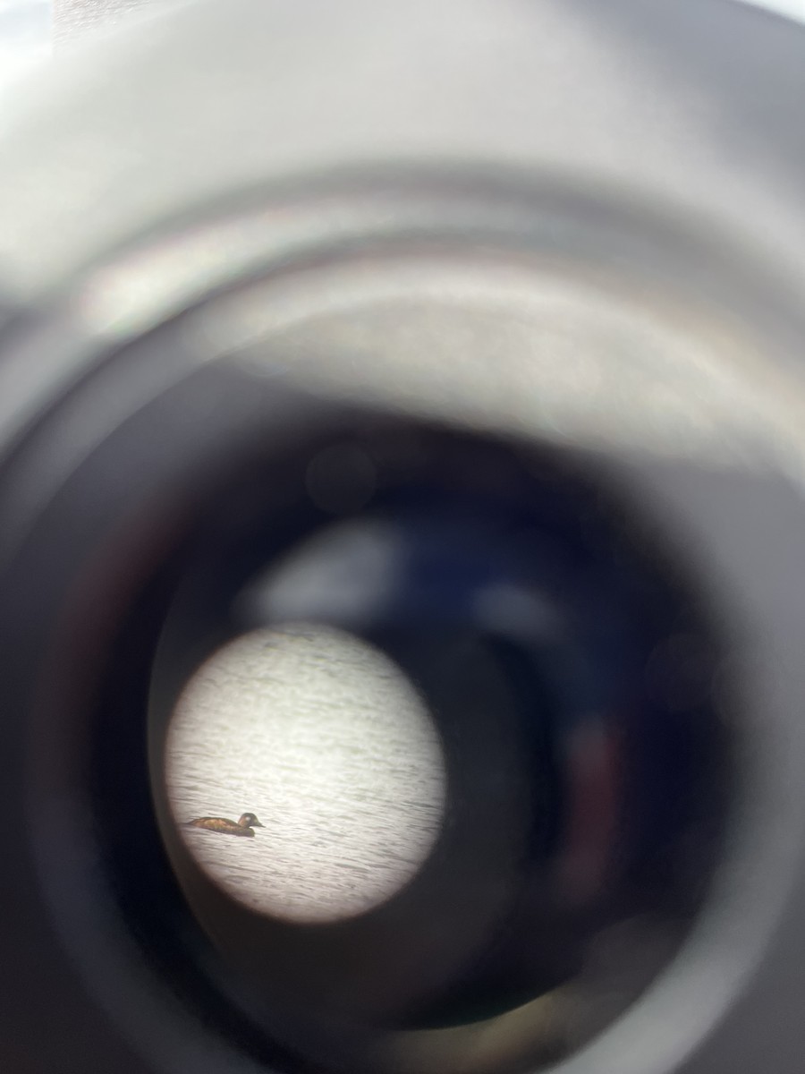 White-winged Scoter - ML646146973