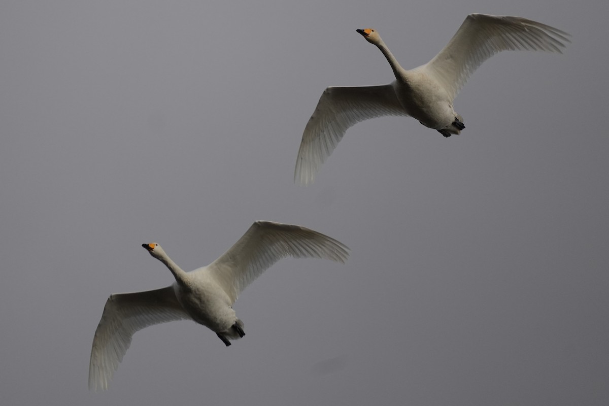 sangsvane - ML646146974