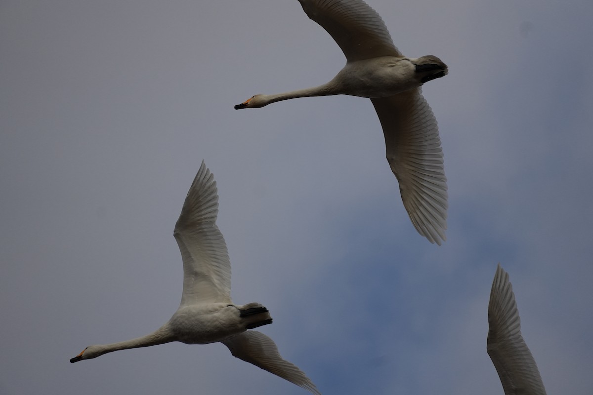 sangsvane - ML646146977