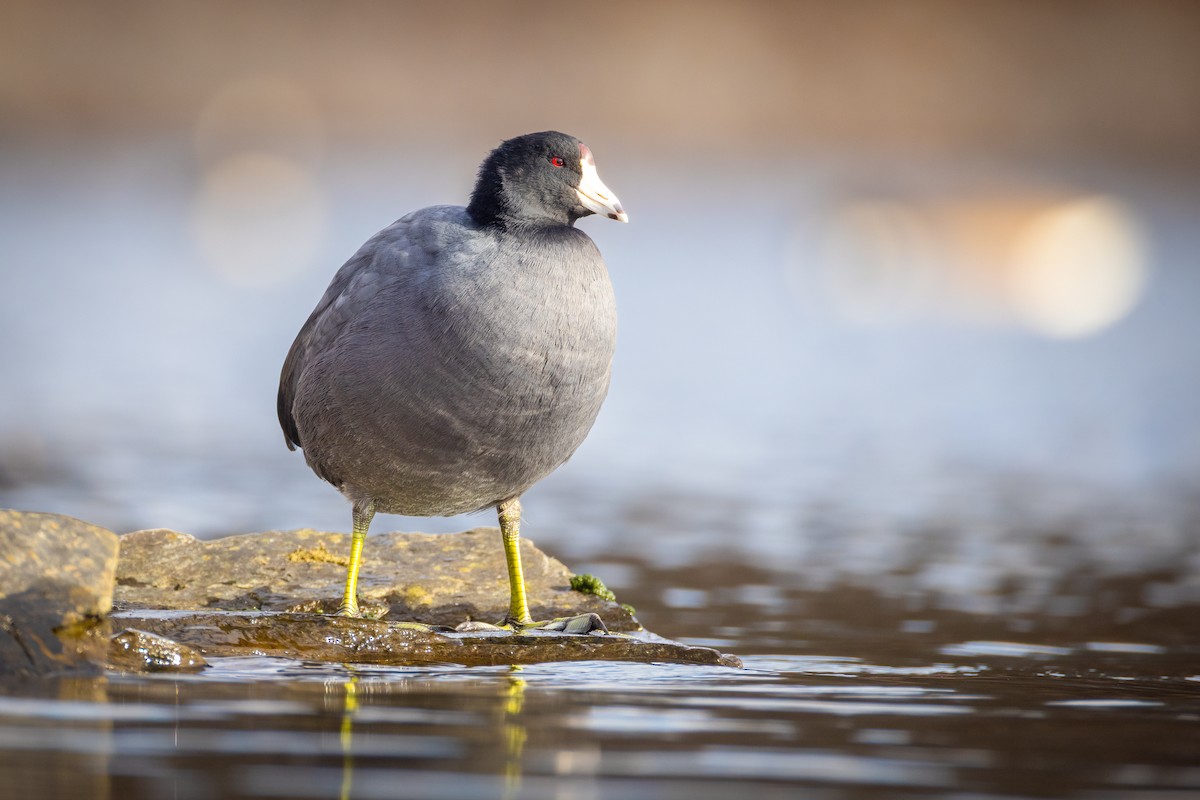 American Coot - ML646146979