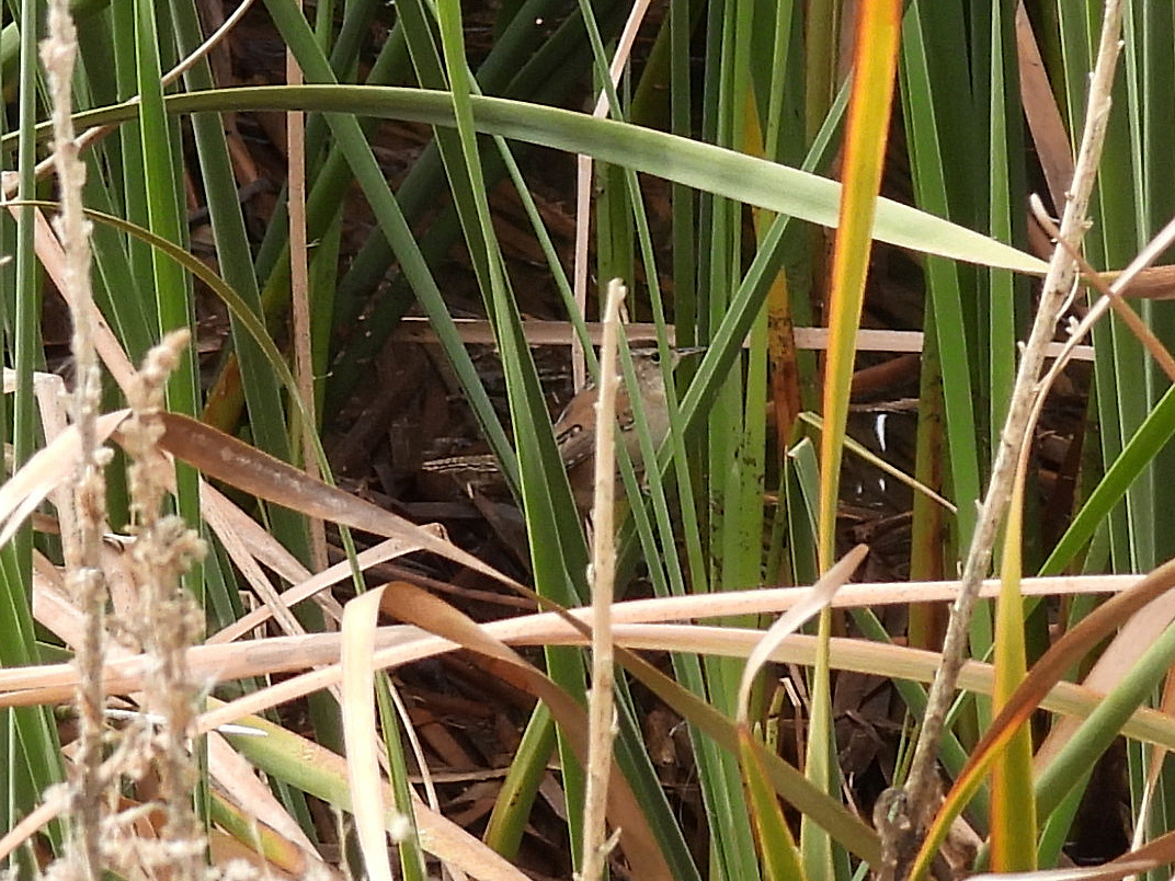 Marsh Wren - ML646146981