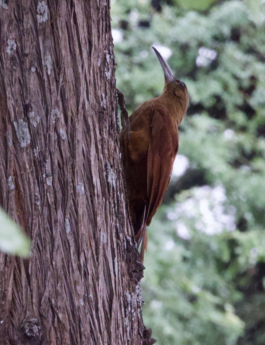 Great Rufous Woodcreeper - ML646146982
