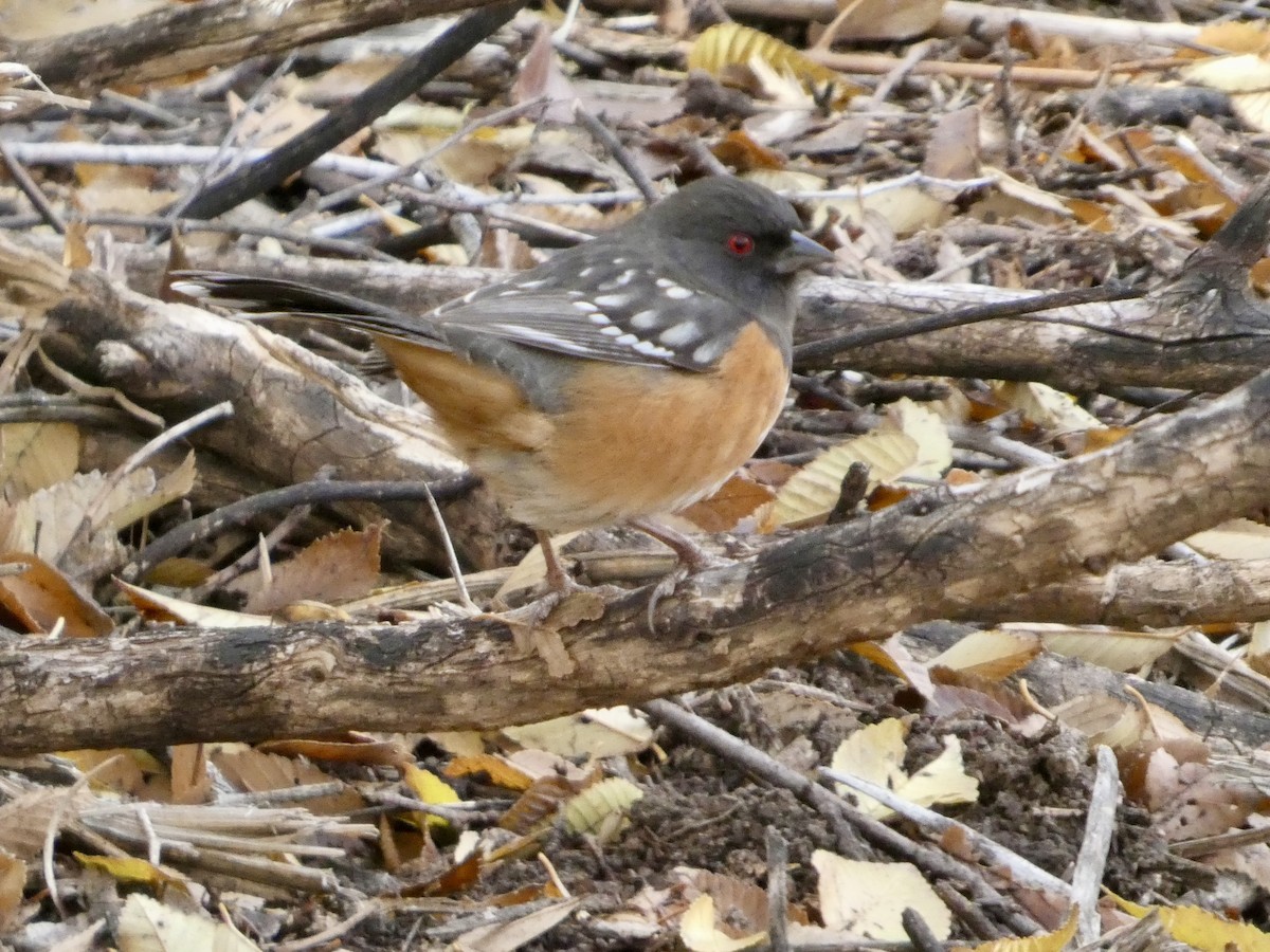 Spotted Towhee - ML646146983