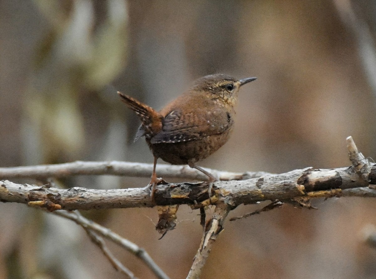 Pacific Wren - ML646146984