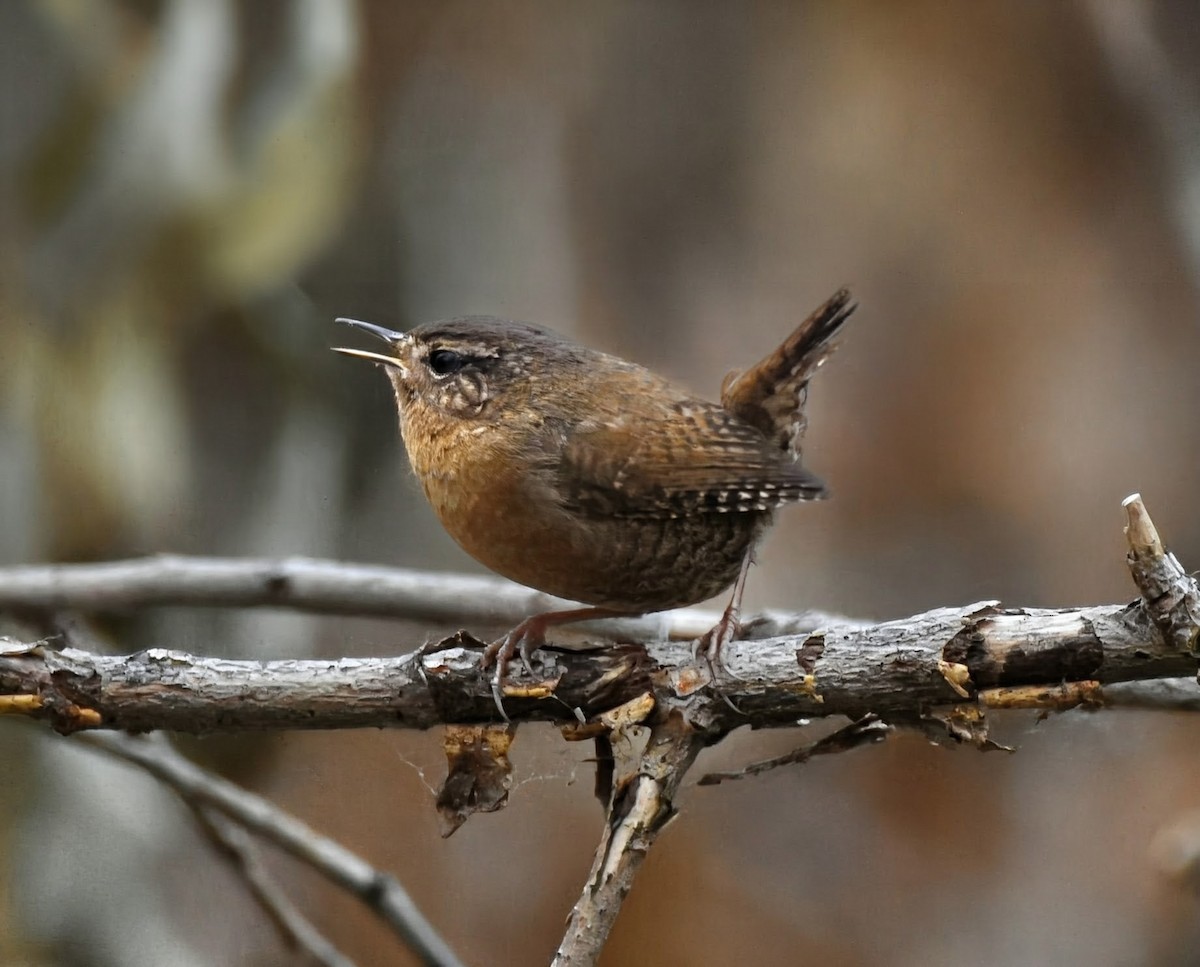 Pacific Wren - ML646146985
