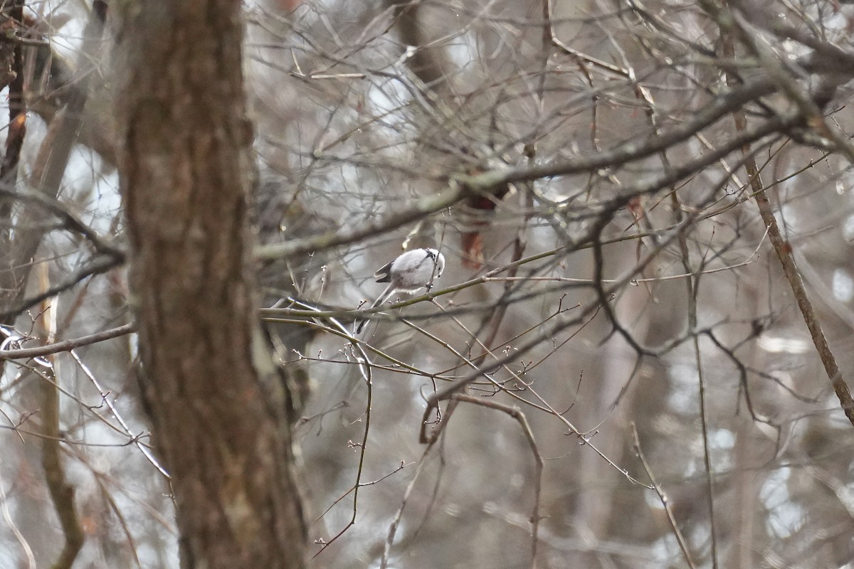 stjertmeis (caudatus) - ML646146988