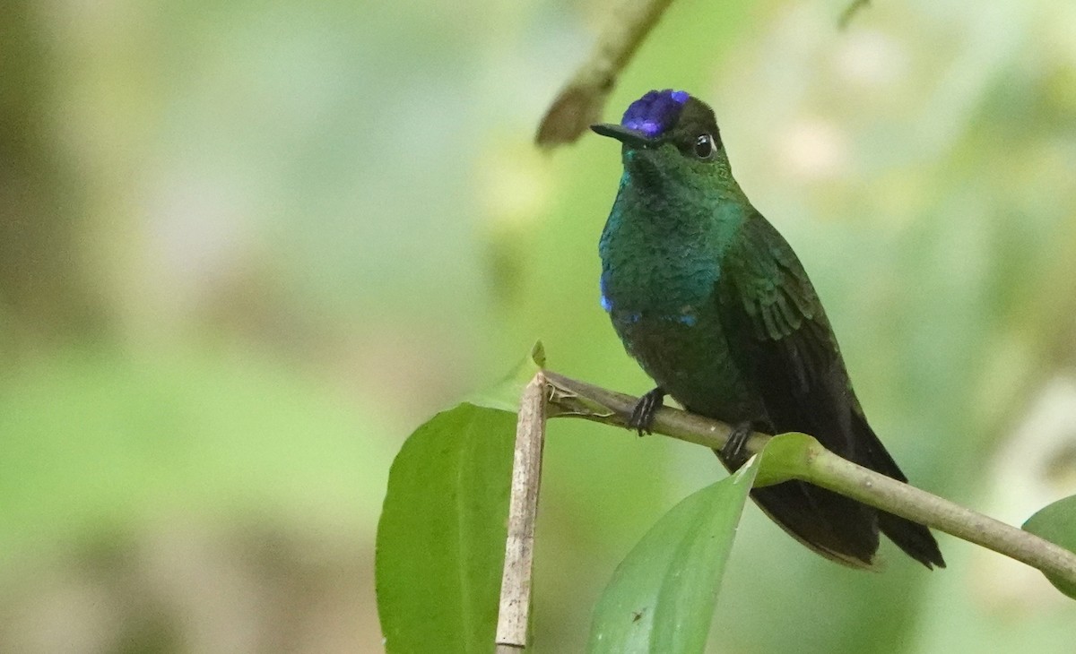 Violet-fronted Brilliant - ML646146995