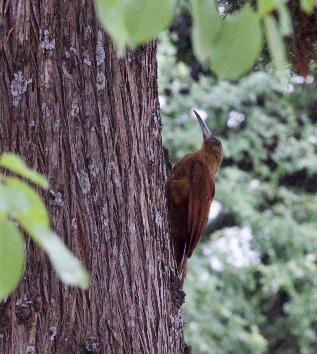 Great Rufous Woodcreeper - ML646146996