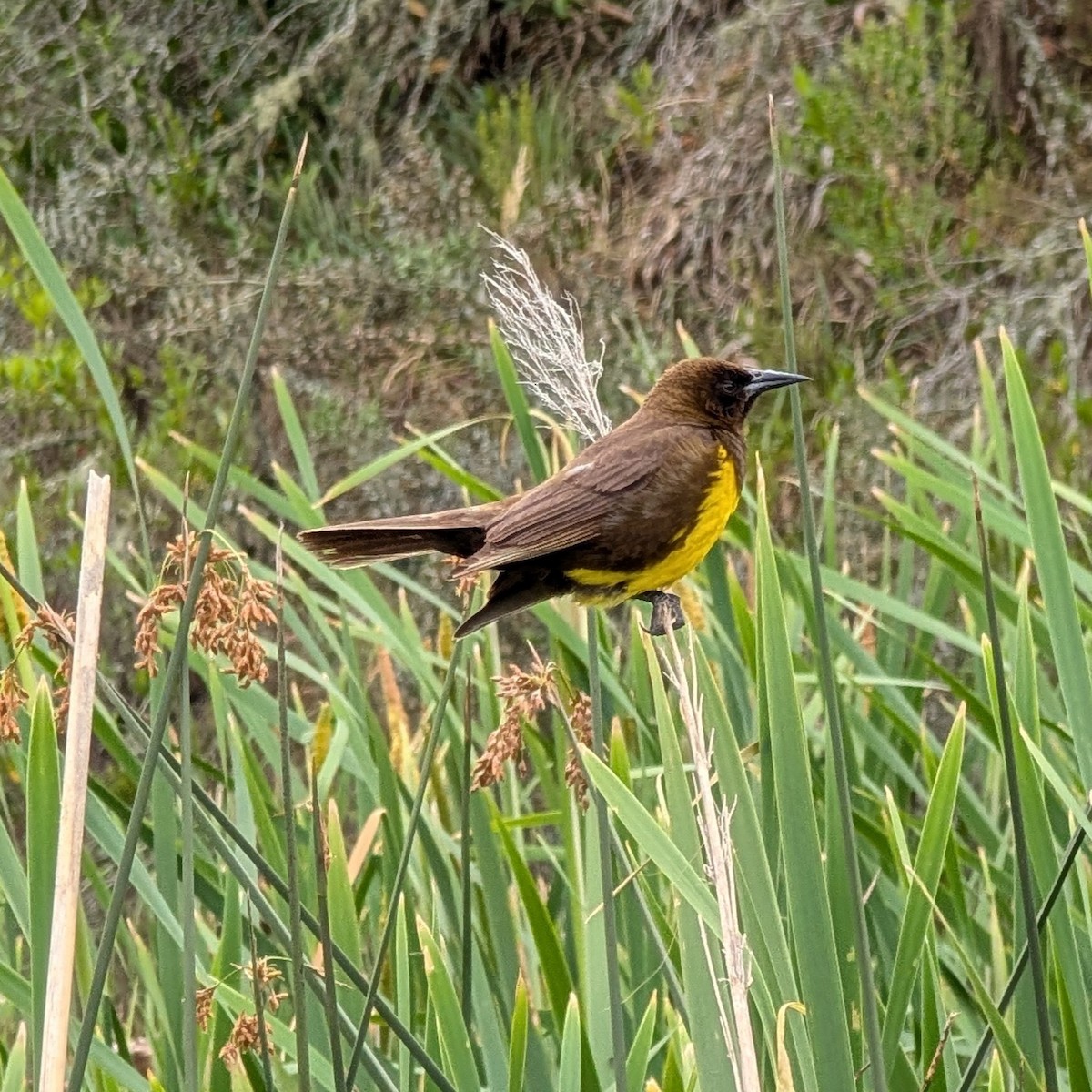 Brown-and-yellow Marshbird - ML646146997