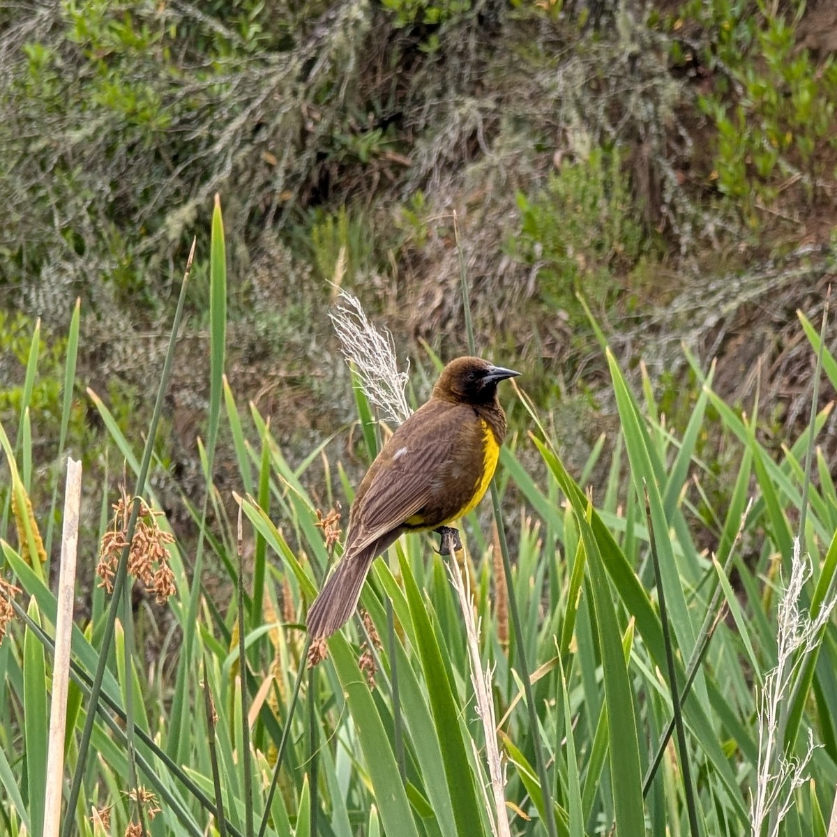 Brown-and-yellow Marshbird - ML646146998