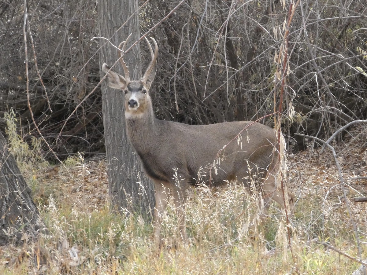 Mule Deer - ML646146999