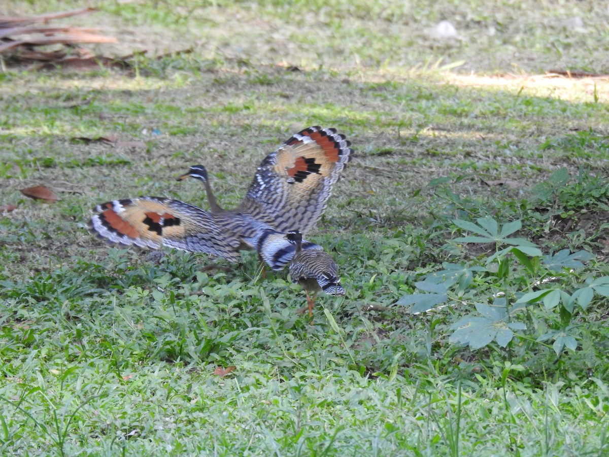 Sunbittern - ML646147001