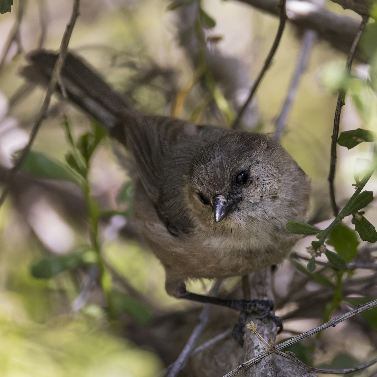 Bushtit - ML646147015
