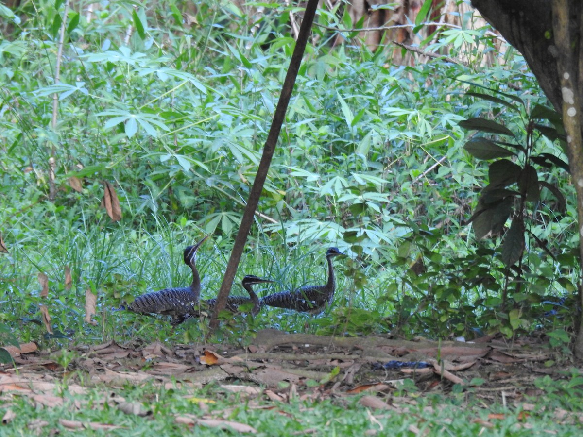 Sunbittern - ML646147016