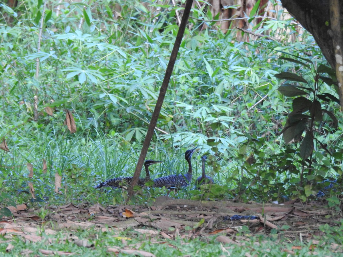 Sunbittern - ML646147017