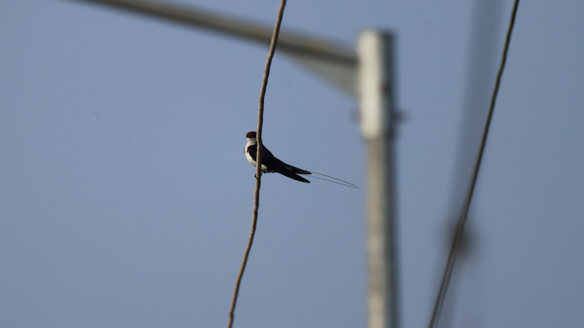 Wire-tailed Swallow - ML646147018