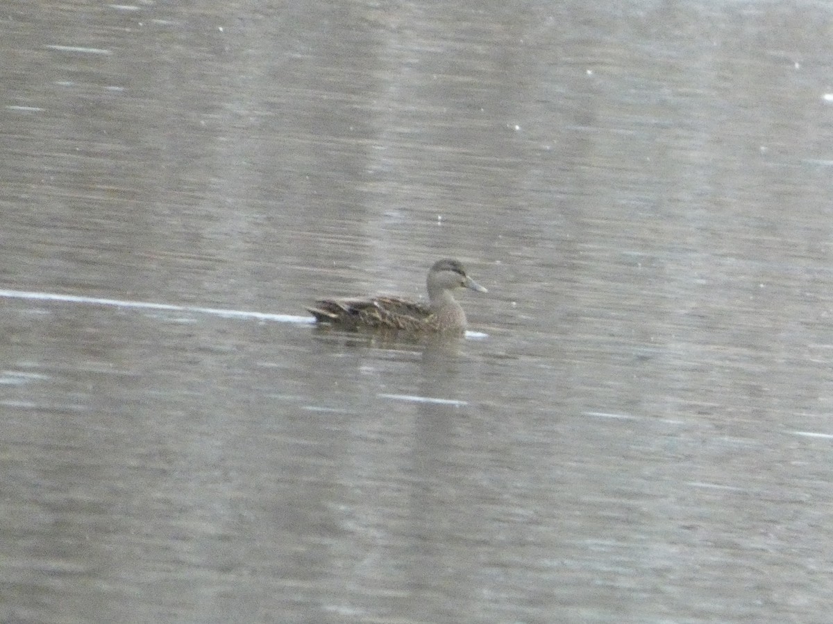 American Black Duck - ML646147020