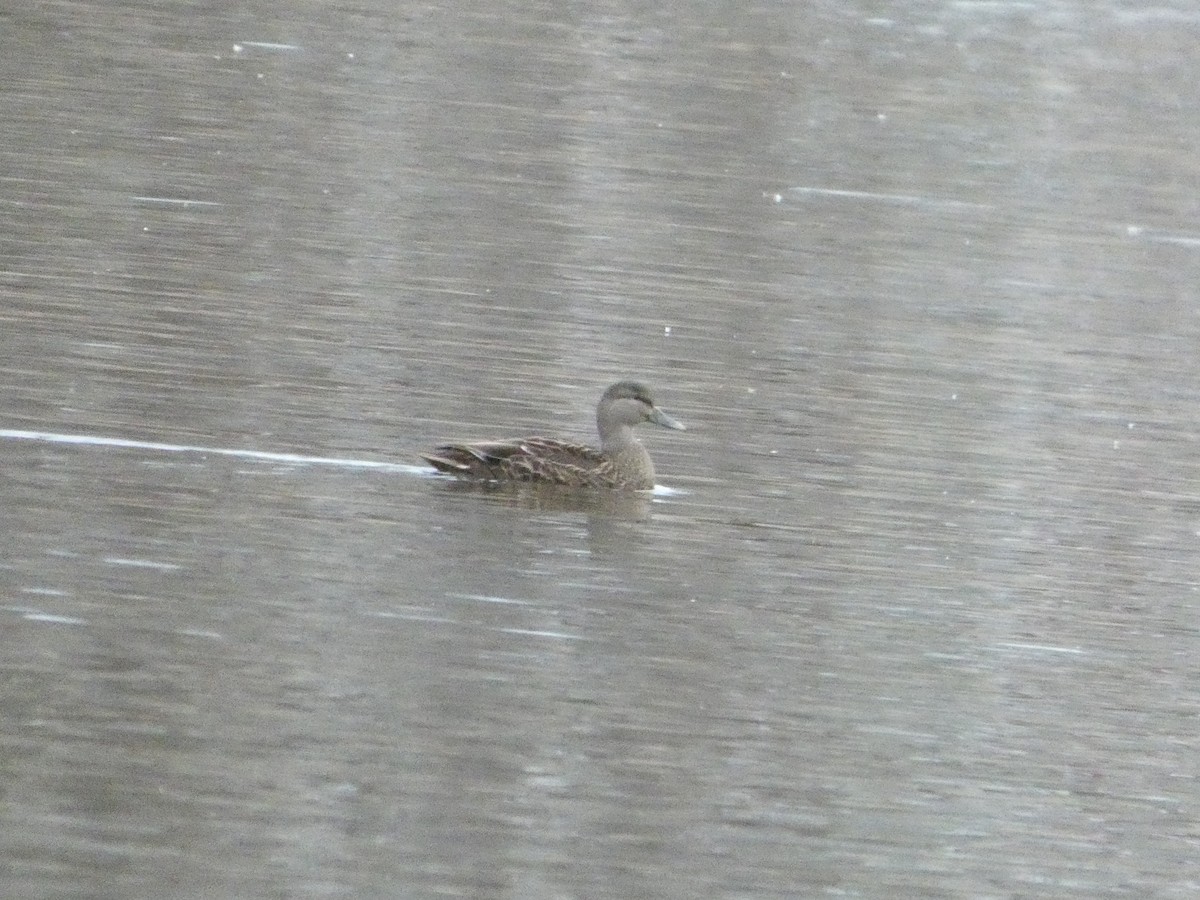 American Black Duck - ML646147022