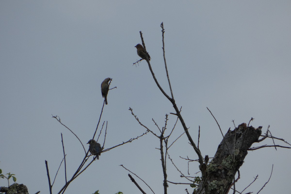 Indigo Bunting - ML646147024
