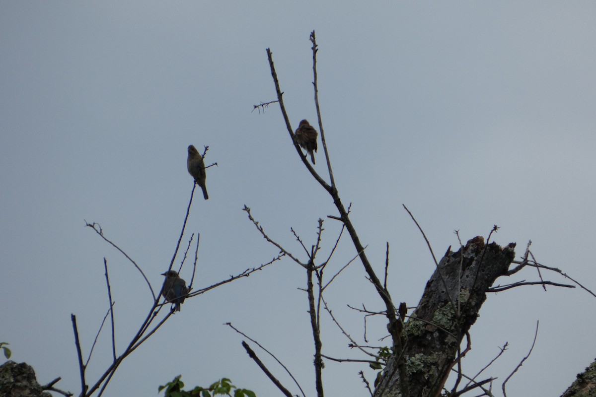 Indigo Bunting - ML646147025