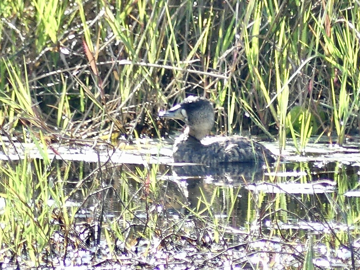White-backed Duck - ML646147029