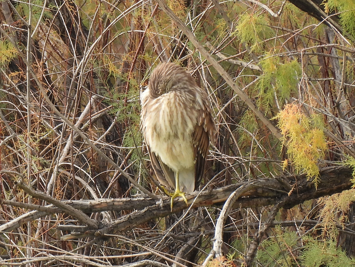 Black-crowned Night Heron - ML646147030
