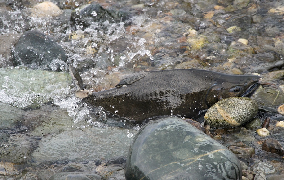 King Salmon - ML646147031