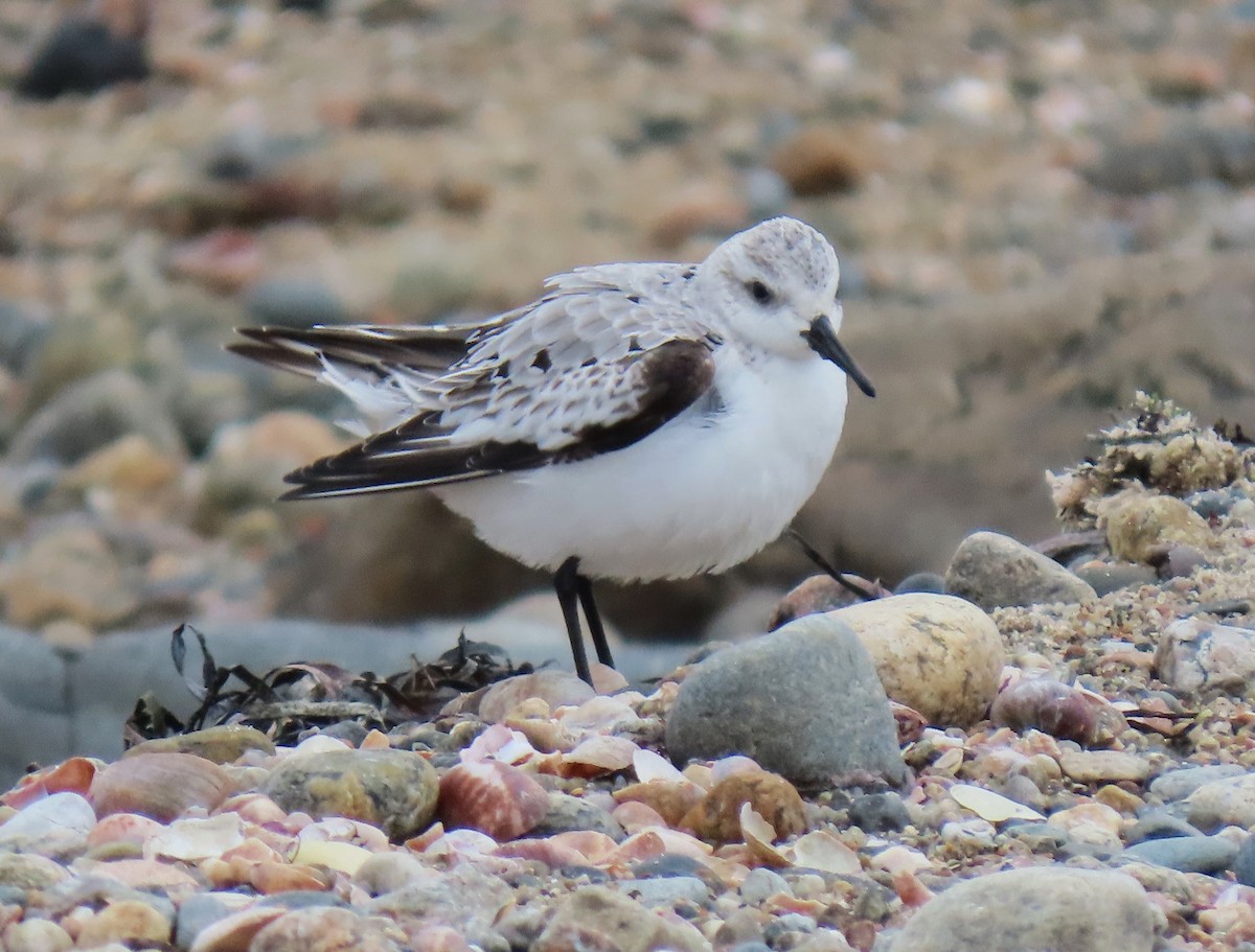 Sanderling - ML646147039