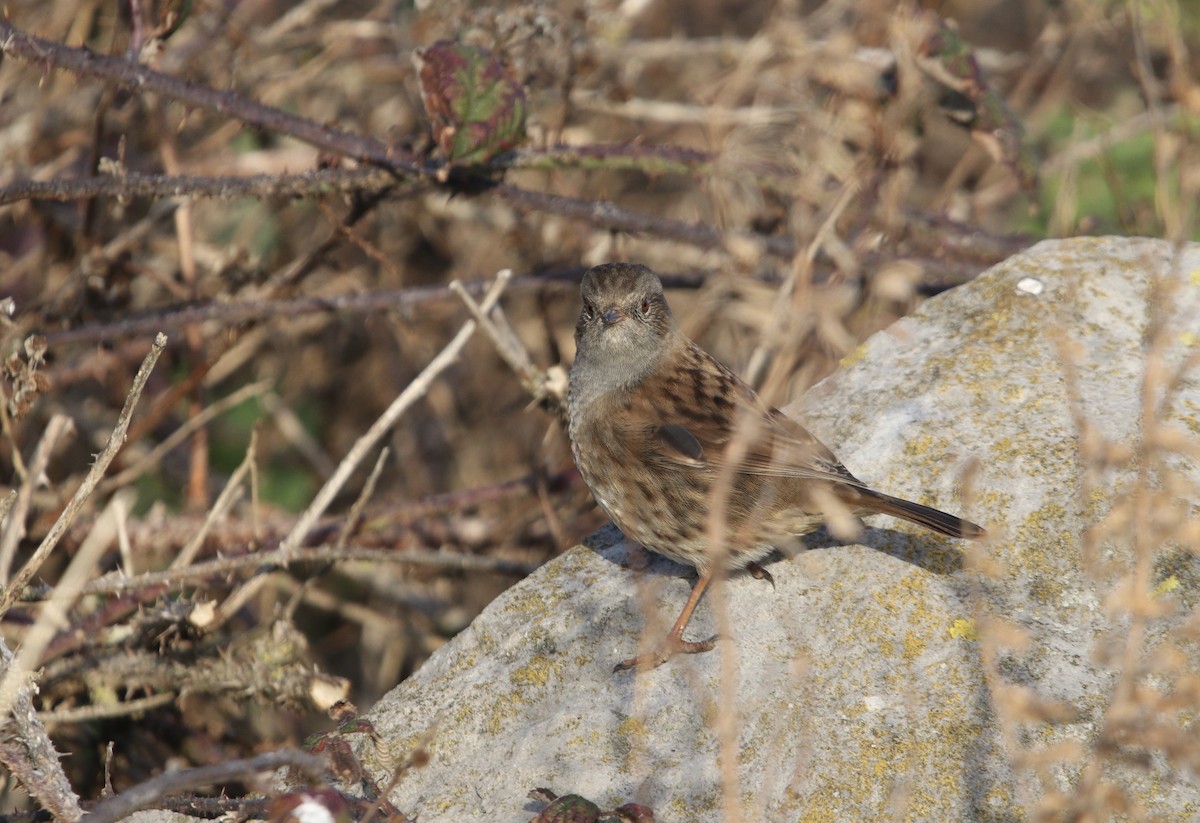 Dunnock - ML646147040