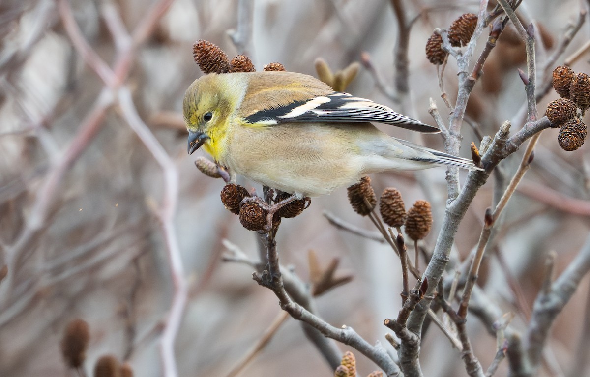 Jilguero Yanqui - ML646147041