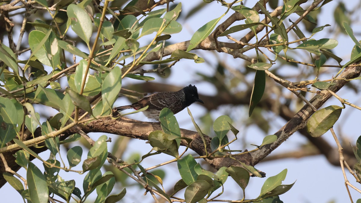 Red-vented Bulbul - ML646147046