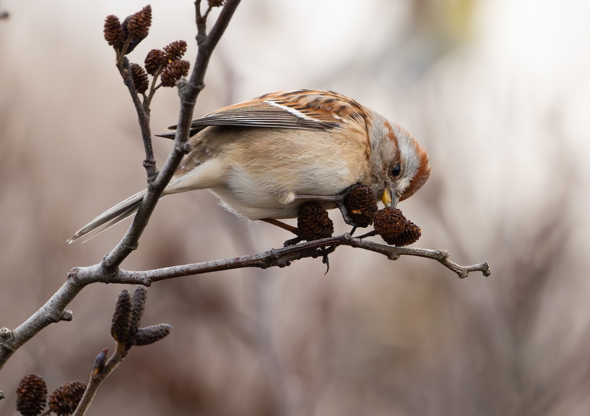 Chingolo Arbóreo - ML646147047