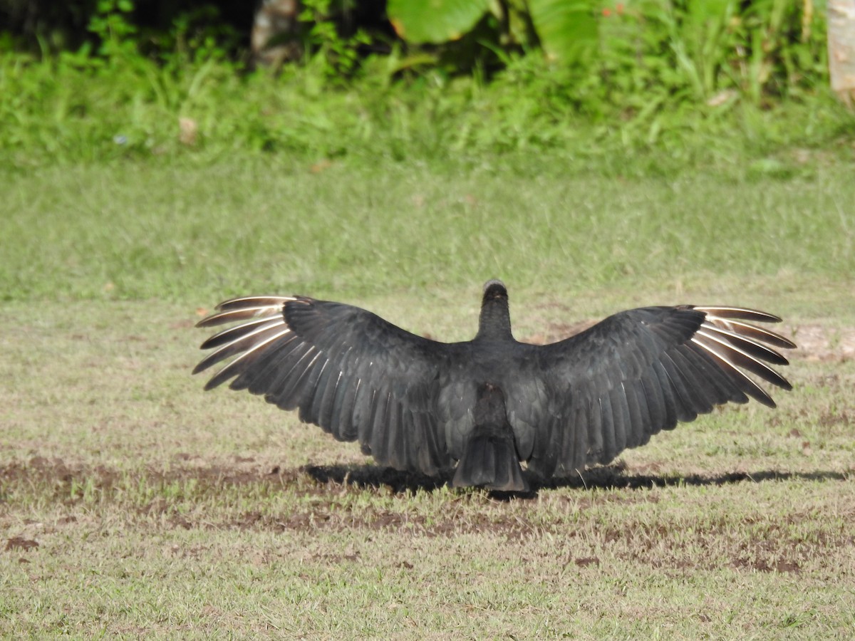 Black Vulture - ML646147049