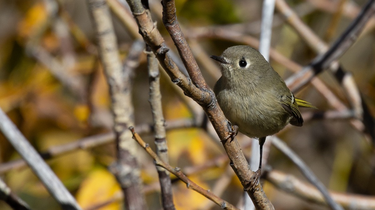 Ruby-crowned Kinglet - ML646147050